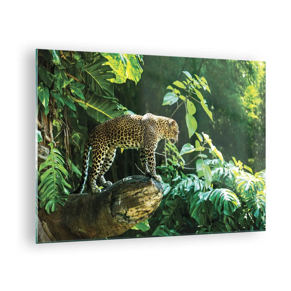 Quadro em vidro - Leopardo em uma rocha na selva tropical - 70x50cm - Vamos caçar? - Decoração de parede moderna para a sala de estar e quarto ARTTOR