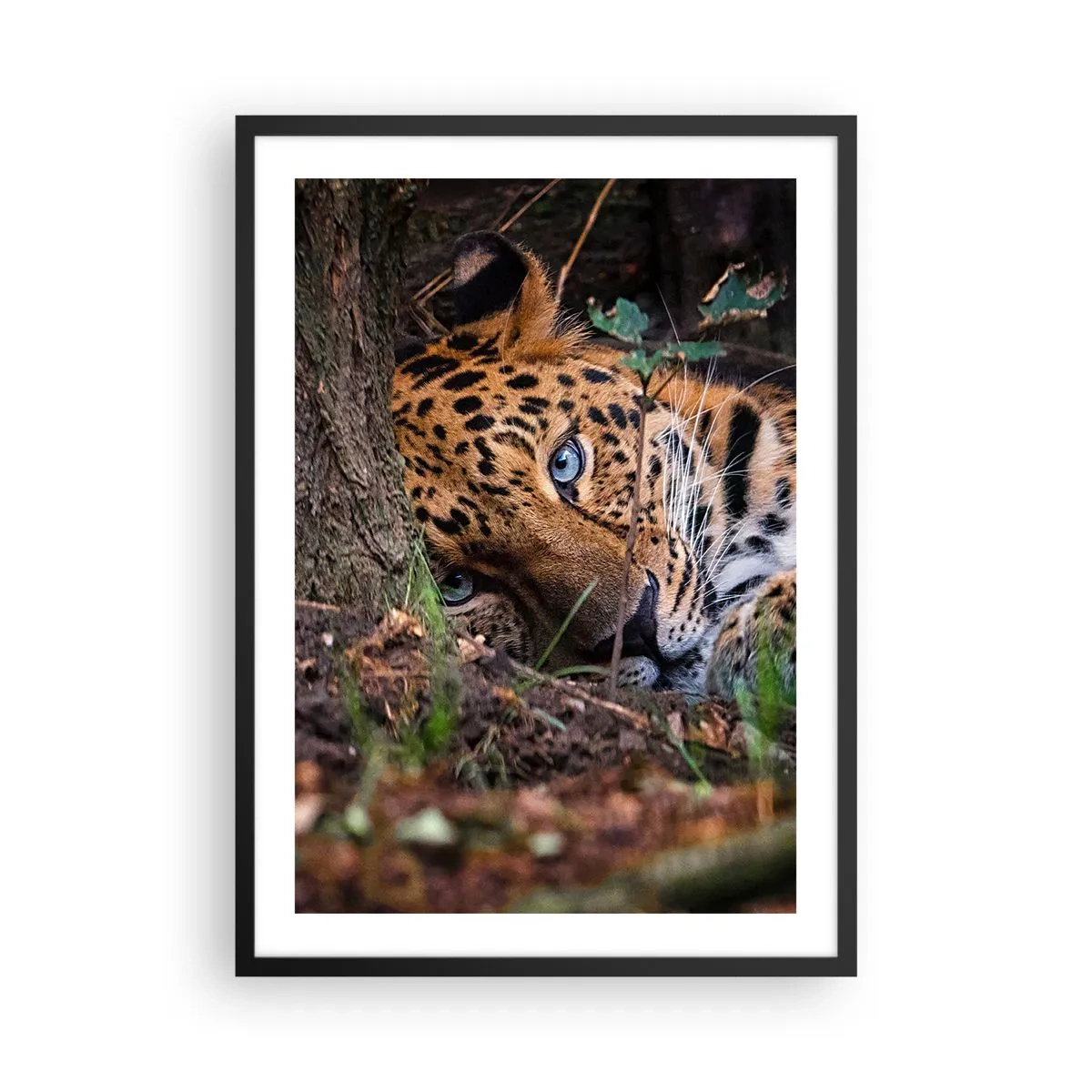 Pôster com moldura preta - Um leopardo reclinado com olhos azuis intensos - 50x70cm - Confie em mim - Decoração de parede moderna para a sala de estar e quarto ARTTOR