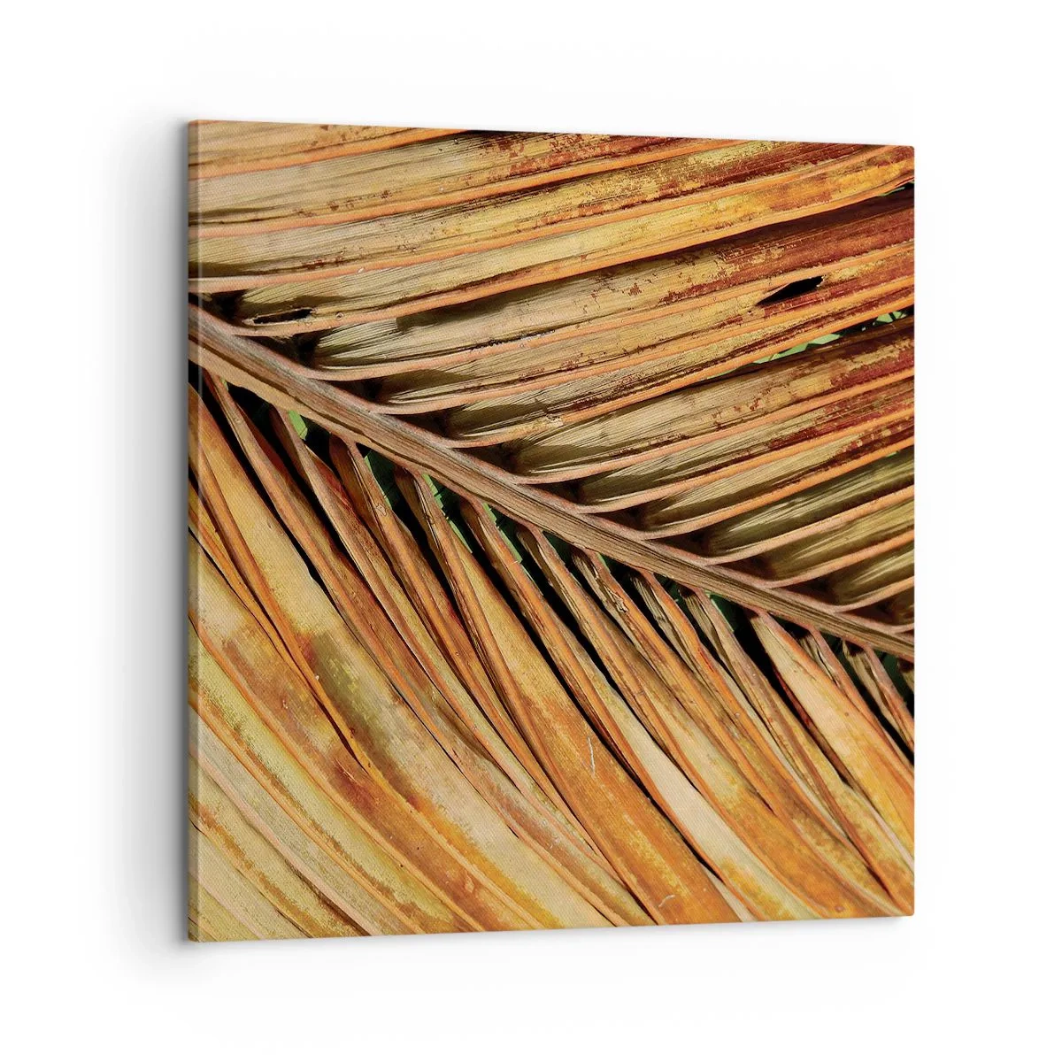 Quadro em tela - Ouro de coco - 60x60 cm