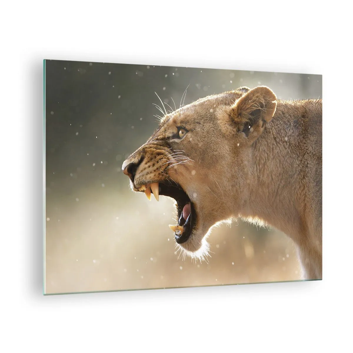 Quadro em vidro - Um close de um leão rugindo sob os raios do sol - 70x50cm - Tente não ouvir - Decoração de parede moderna para a sala de estar e quarto ARTTOR