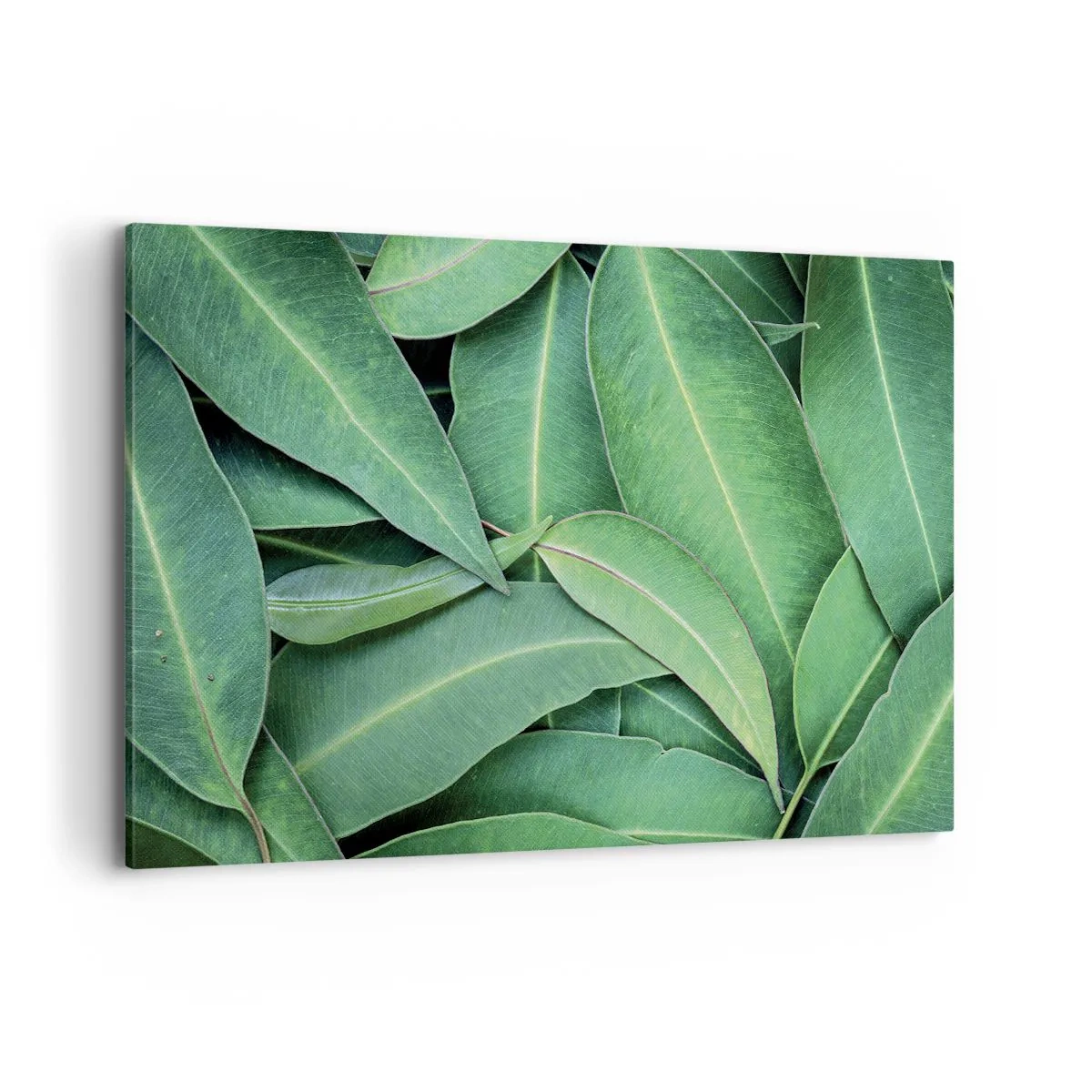 Quadro em tela - Suculentas e frescas - 120x80 cm