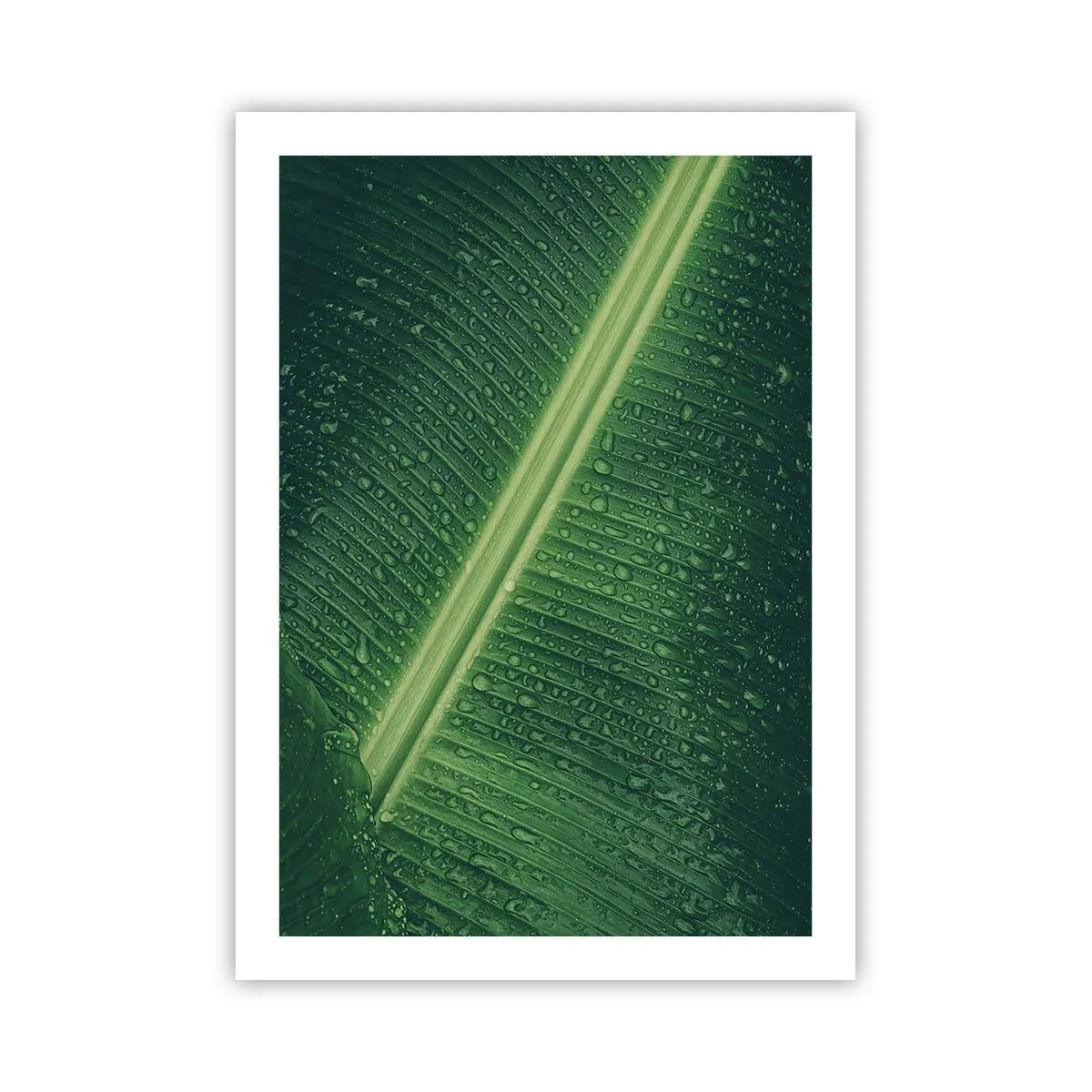 Pôster - A estrutura da vegetação - 50x70 cm