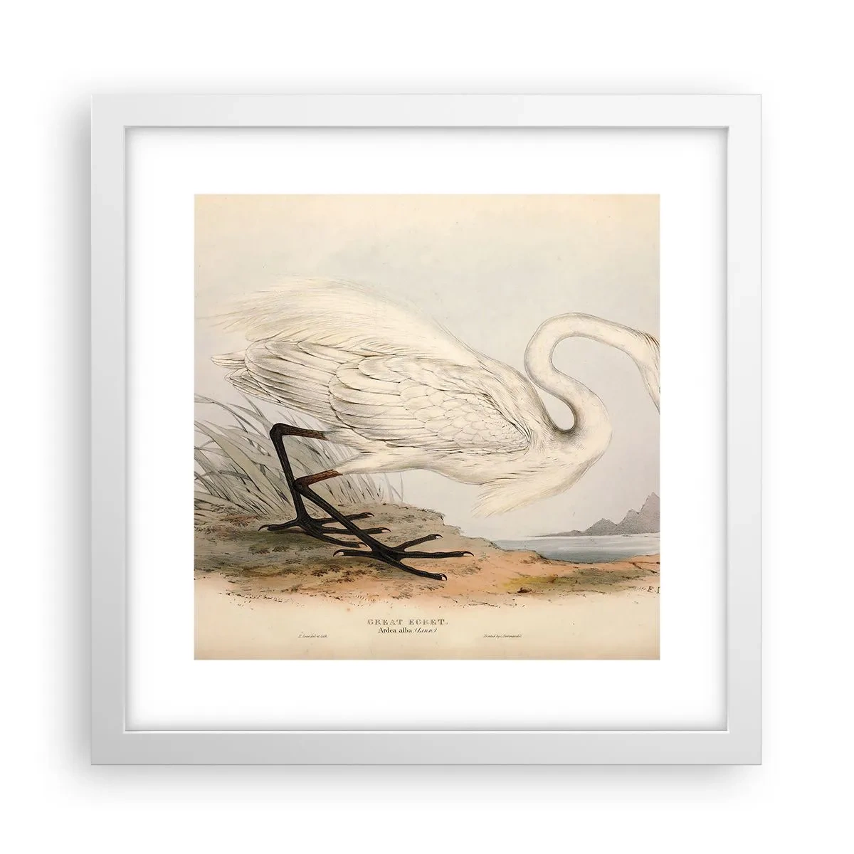 Pôster em moldura branca - A senhora nos juncos - 30x30 cm