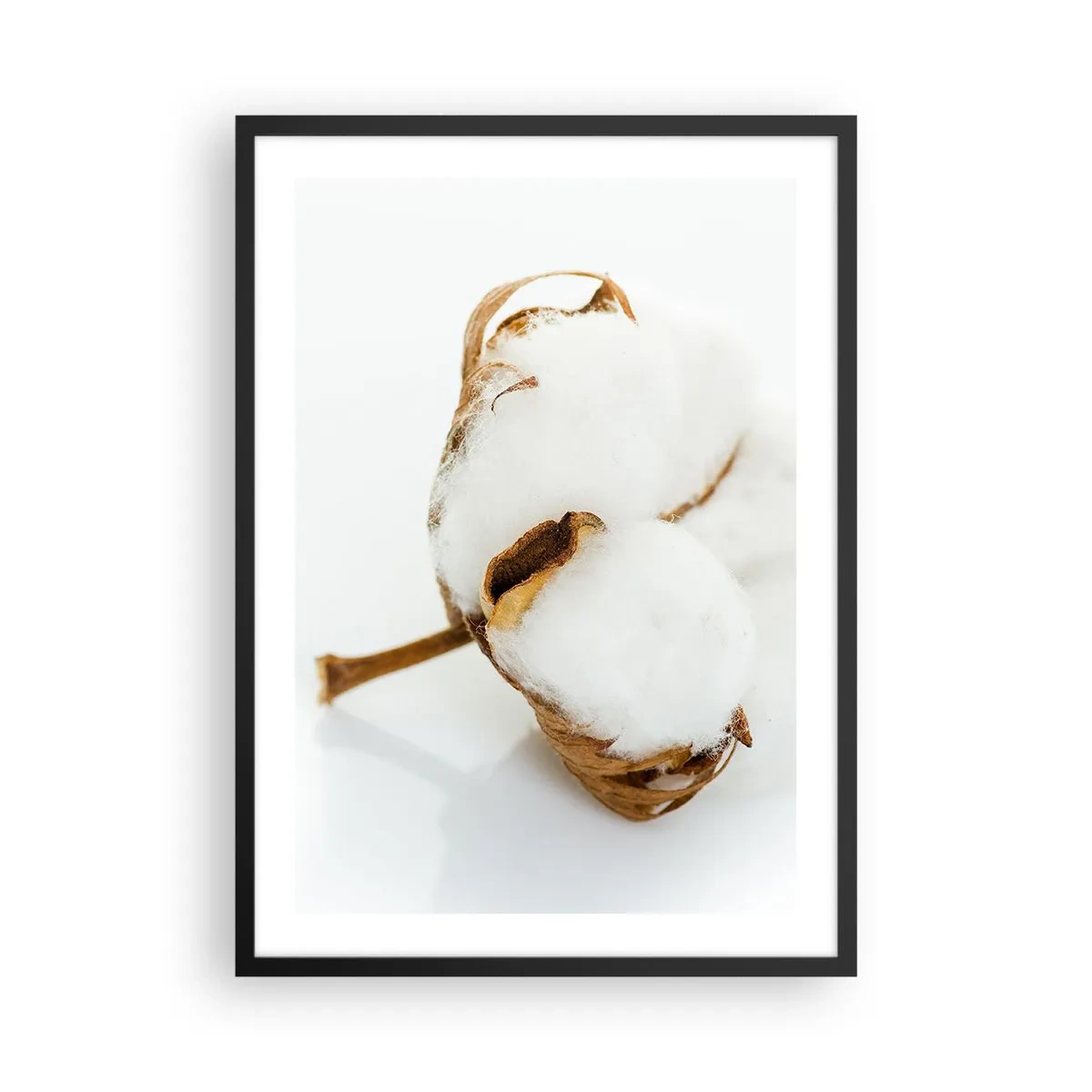Pôster com moldura preta - Um close de um galho de algodão com delicadas fibras brancas. - 50x70cm - Suave por natureza - Decoração de parede moderna para a sala de estar e quarto ARTTOR