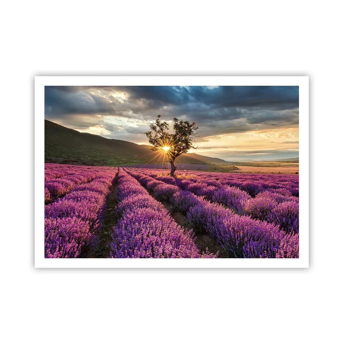 Pôster - Aroma lilás - 100x70 cm