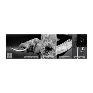 Amostra de papel de parede autocolante Deluxe Sticker - Sim, agora está tudo bem - Animais, Elefante, África - 100x30 cm