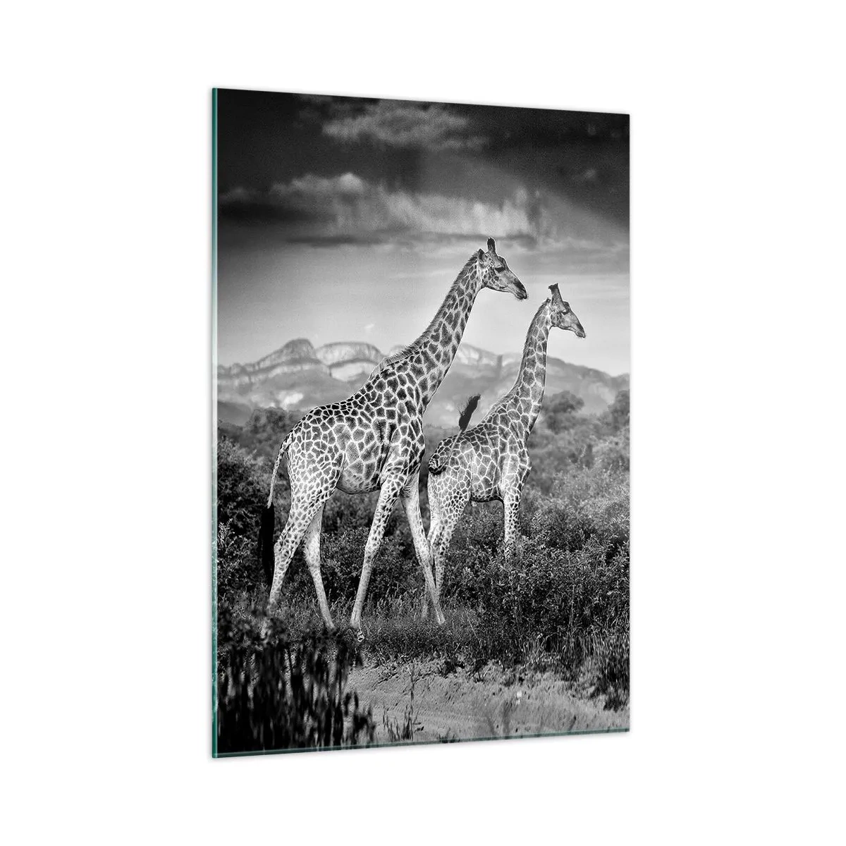 Quadro em vidro - Alta Sociedade na África - 50x70 cm