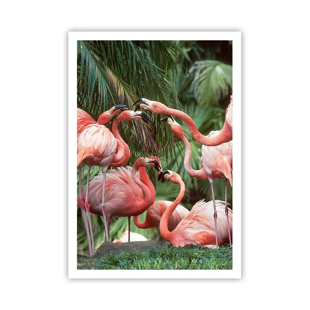 Pôster - Fofocas da tarde - 70x100 cm