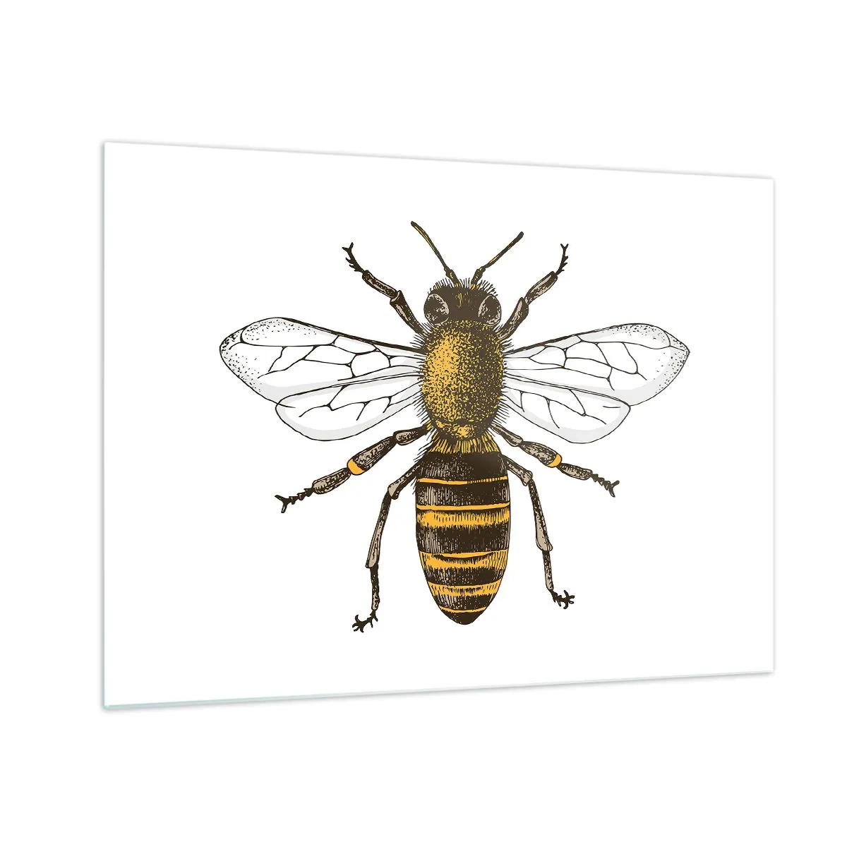 Quadro em vidro - Ilustração detalhada de uma abelha em um fundo branco - 70x50cm - Linda e boa - Decoração de parede moderna para a sala de estar e quarto ARTTOR