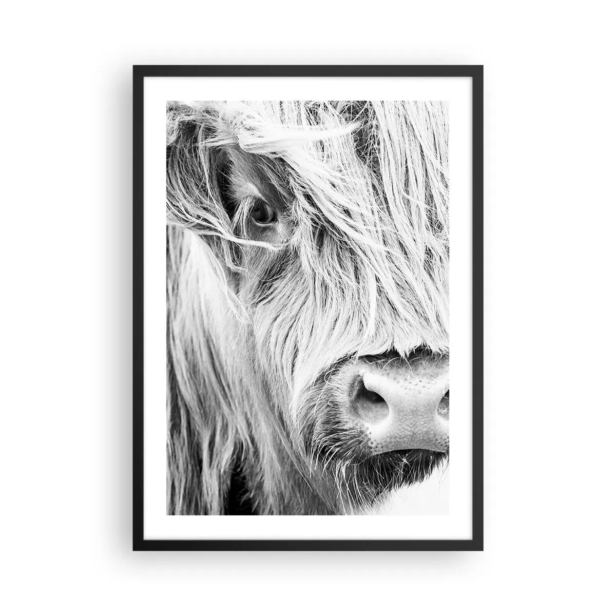 Pôster com moldura preta - Um retrato em preto e branco em close-up de uma vaca das Terras Altas da Escócia. - 50x70cm - Natureza selvagem escocesa - Decoração de parede moderna para a sala de estar e quarto ARTTOR