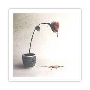 Pôster - Rosa dolorosa - 60x60 cm