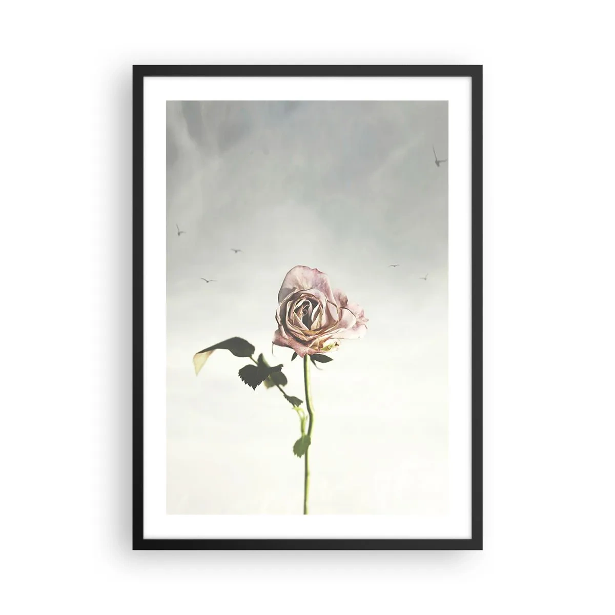 Pôster com moldura preta - Uma rosa sutil contra um céu delicado - 50x70cm - Boas-vindas da primavera  - Decoração de parede moderna para a sala de estar e quarto ARTTOR