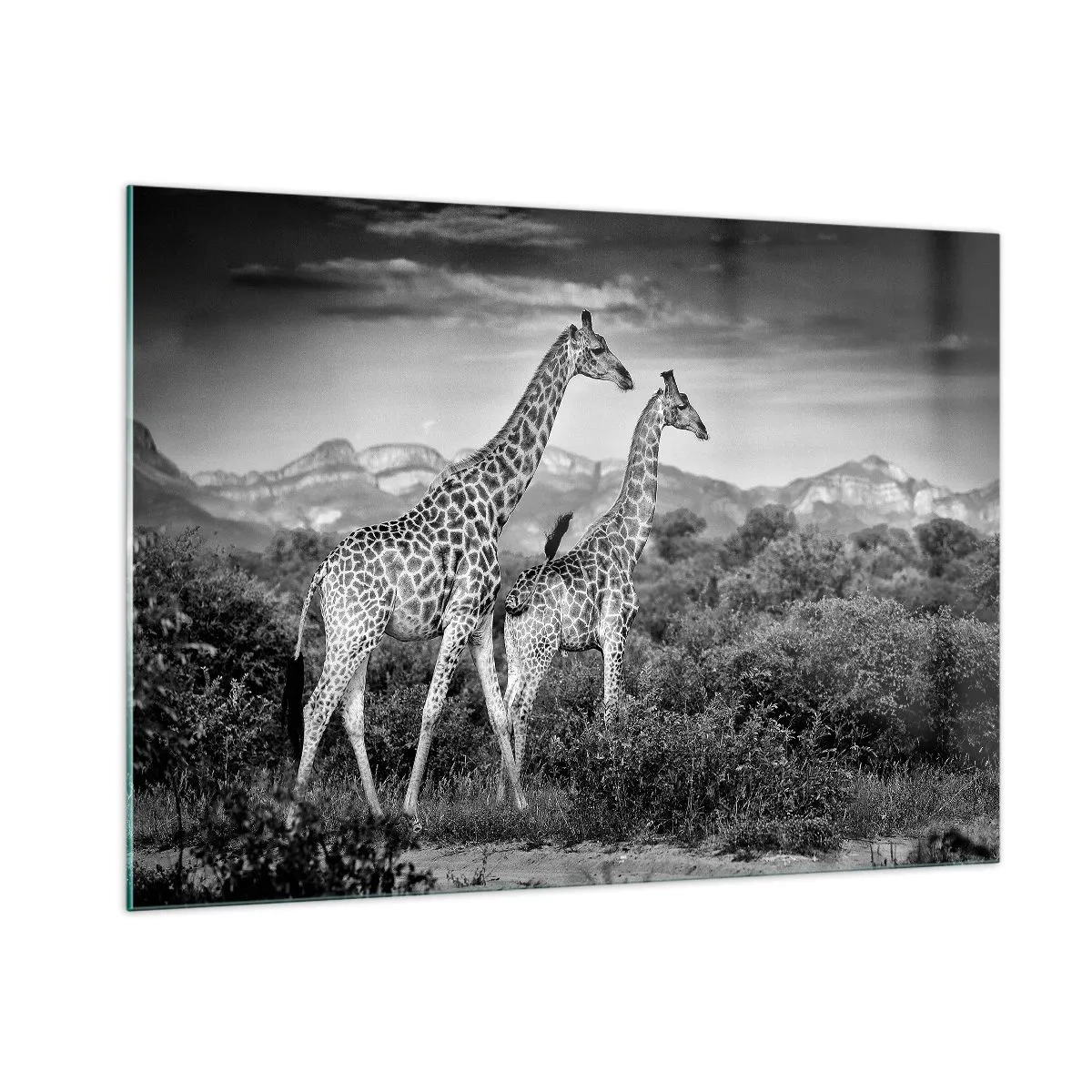 Quadro em vidro - Alta Sociedade na África - 100x70 cm