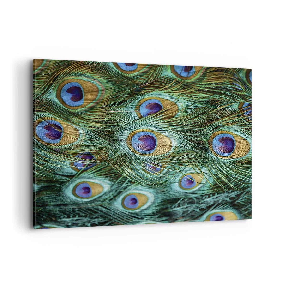 Quadro em tela - Um olhar de pavão - 100x70 cm