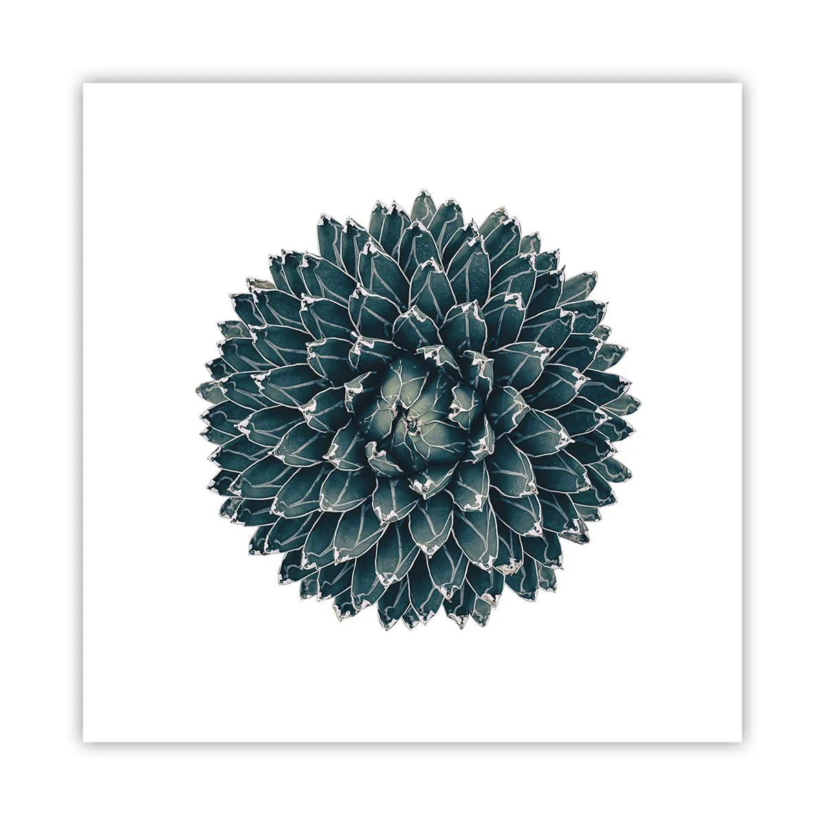 Pôster - Estrela do Deserto - 40x40 cm