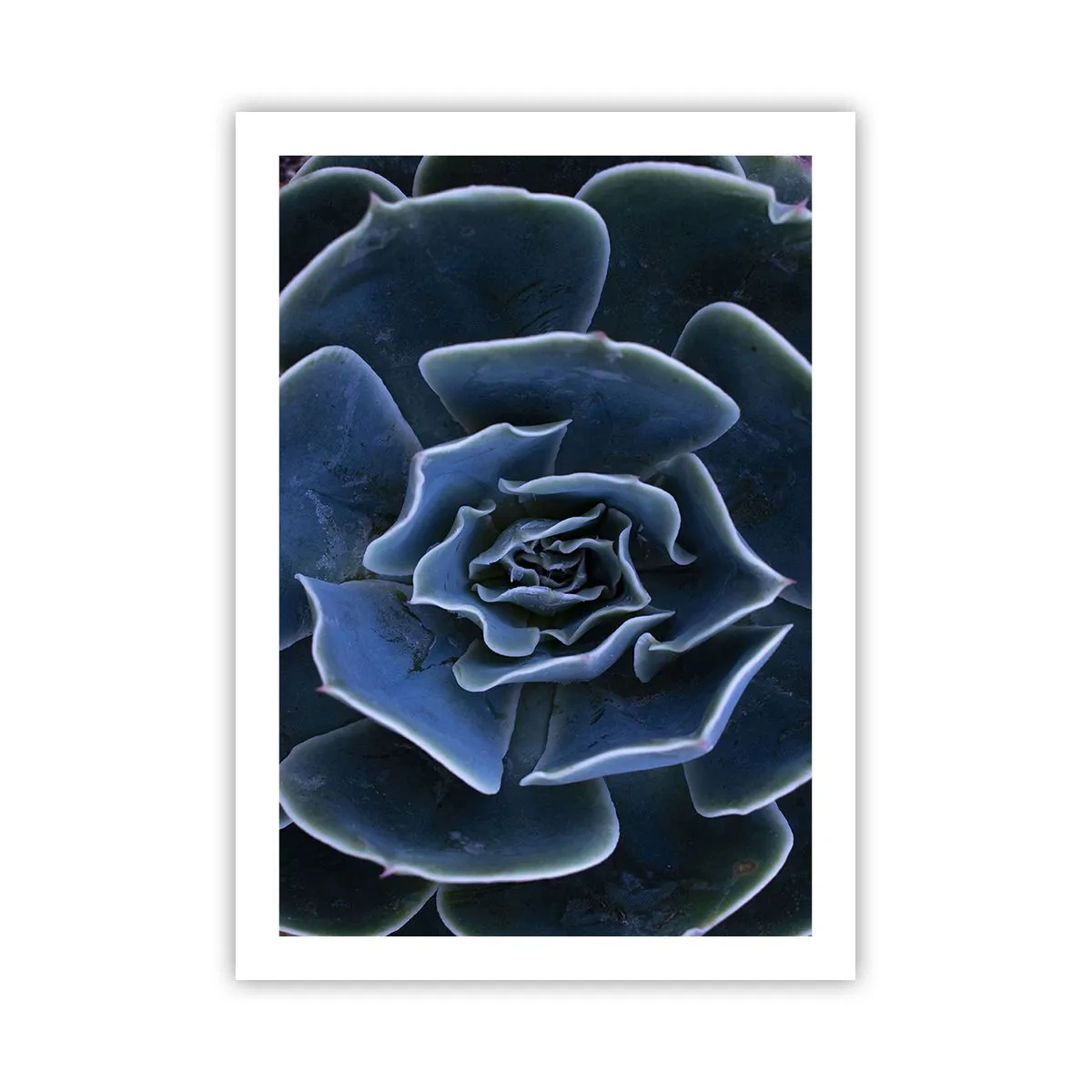 Pôster - Flor do deserto - 50x70 cm