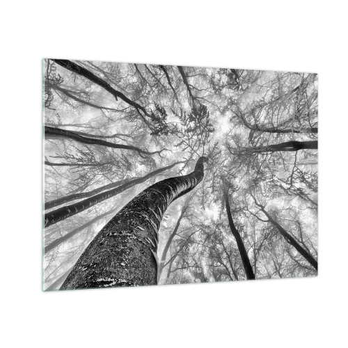Quadro em vidro - Árvores em preto e branco fotografadas de baixo para cima em direção ao céu - 70x50cm - Corrida até a luz - Decoração de parede moderna para a sala de estar e quarto ARTTOR