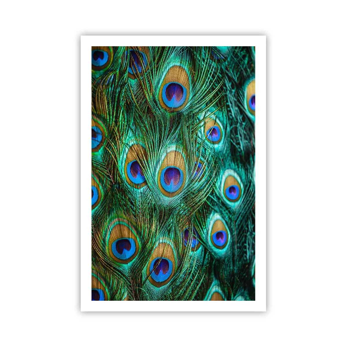 Pôster - Um olhar de pavão - 61x91 cm
