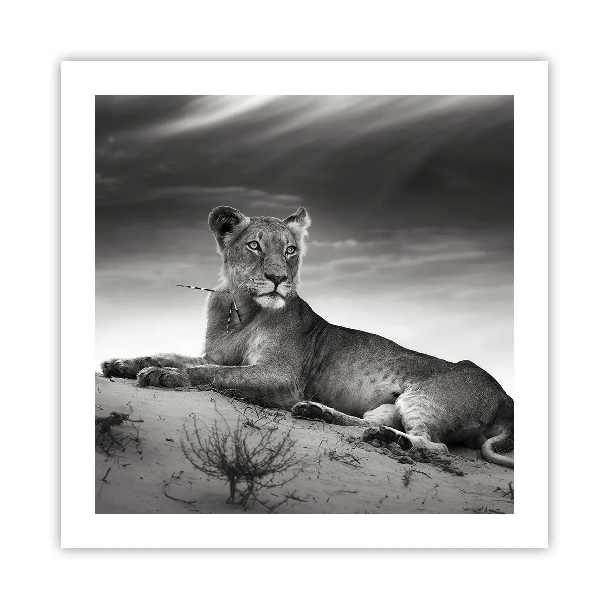 Pôster - Descanso da Rainha do Deserto - 50x50 cm