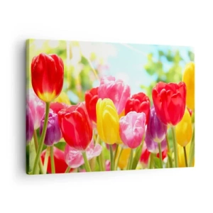 Quadro em tela - Tulipas coloridas em plena floração em um fundo de primavera - 70x50cm - Somos nós, as cores de maio! - Decoração de parede moderna para a sala de estar e quarto ARTTOR