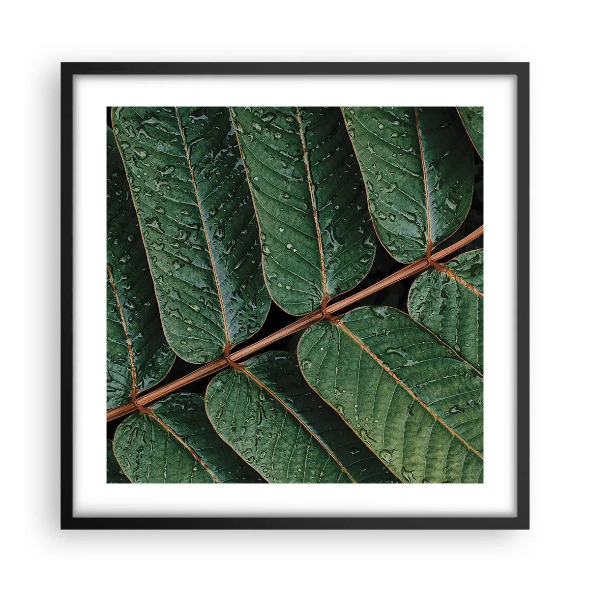 Pôster com moldura preta - Num ritmo verde - 50x50 cm
