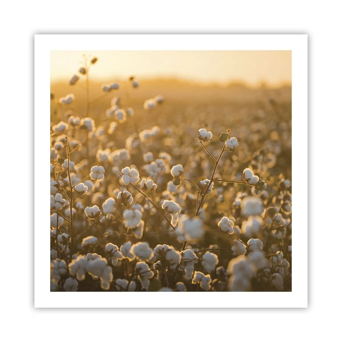 Pôster - Campo macio - 60x60 cm