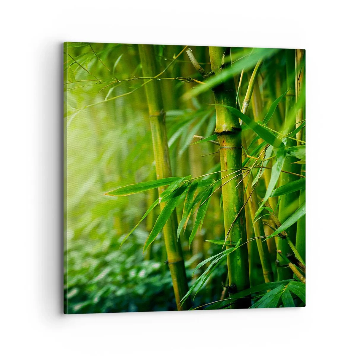 Quadro em tela - Conheça a vegetação  - 70x70 cm