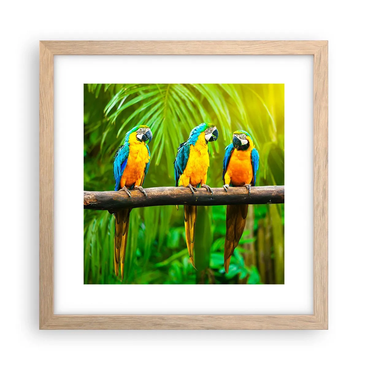 Pôster com moldura de carvalho claro - E ouviste dizer que ela...? - 30x30 cm