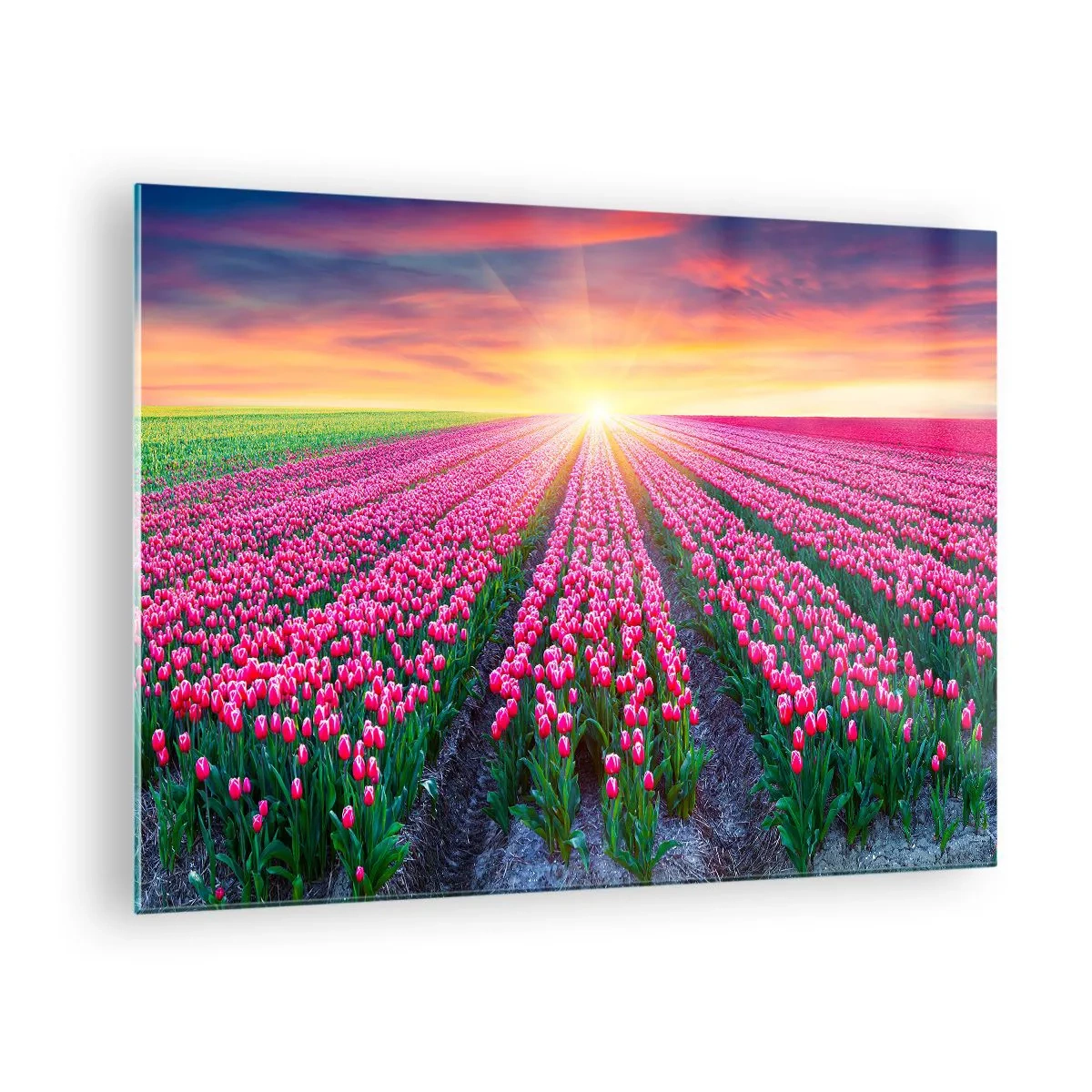 Quadro em vidro - Um campo de tulipas cor-de-rosa sob os raios do sol poente - 70x50cm - Quinta da Beleza - Decoração de parede moderna para a sala de estar e quarto ARTTOR