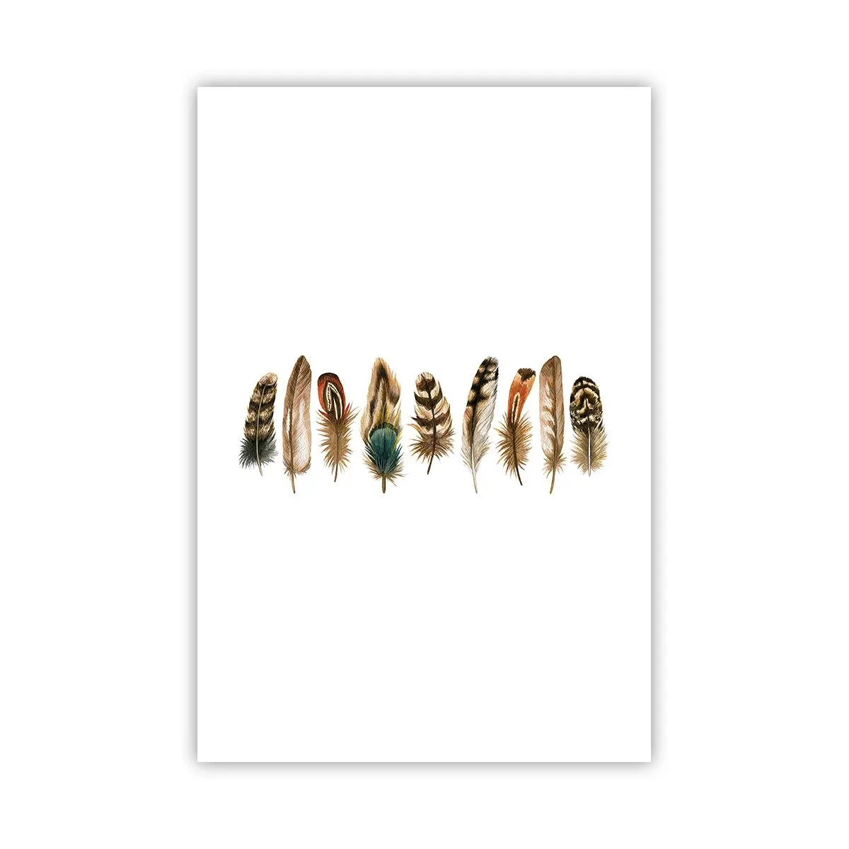 Pôster - Variações de penas - 61x91 cm