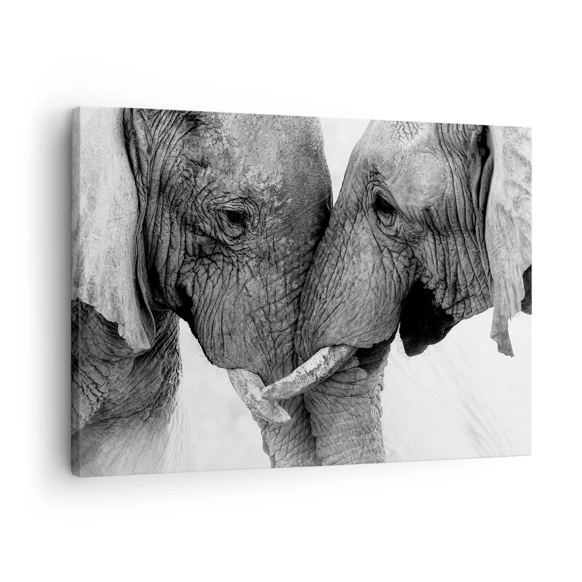 Quadro em tela - Dois elefantes em um gesto terno contra um fundo monocromático - 70x50cm - Confissão sincera - Decoração de parede moderna para a sala de estar e quarto ARTTOR