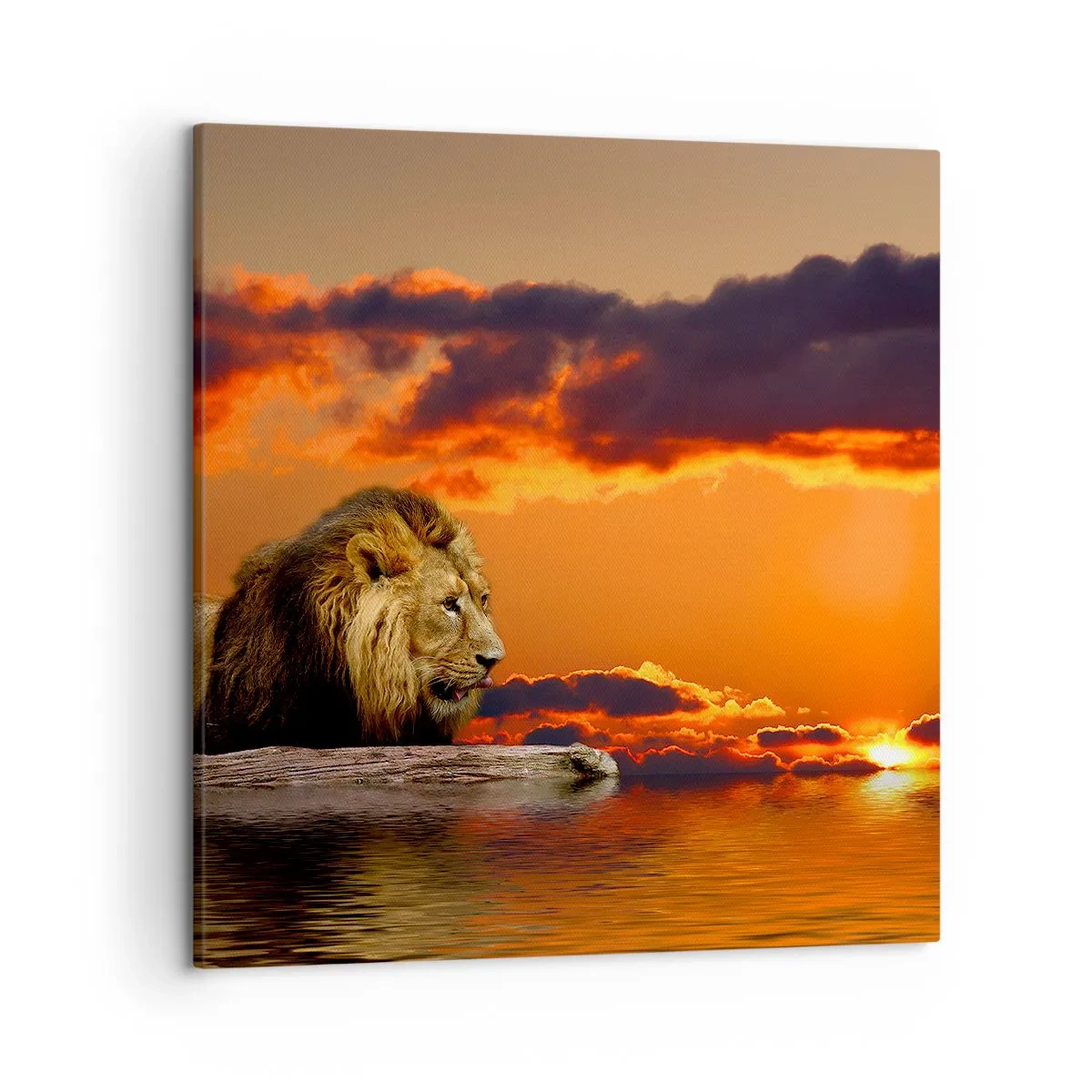 Quadro em tela - Rei da natureza - 50x50 cm