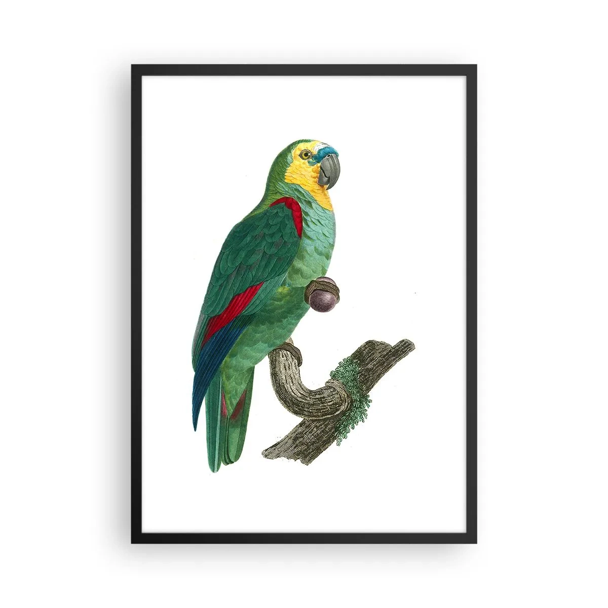 Pôster com moldura preta - Retrato de papagaio - 50x70cm - Retrato de papagaio - Decoração de parede moderna para a sala de estar e quarto ARTTOR
