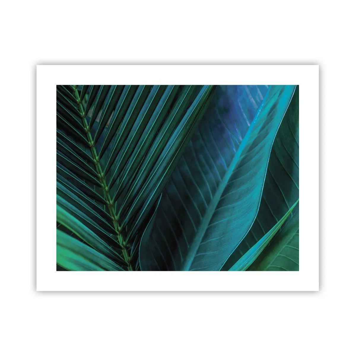 Pôster - Anatomia da vegetação - 50x40 cm