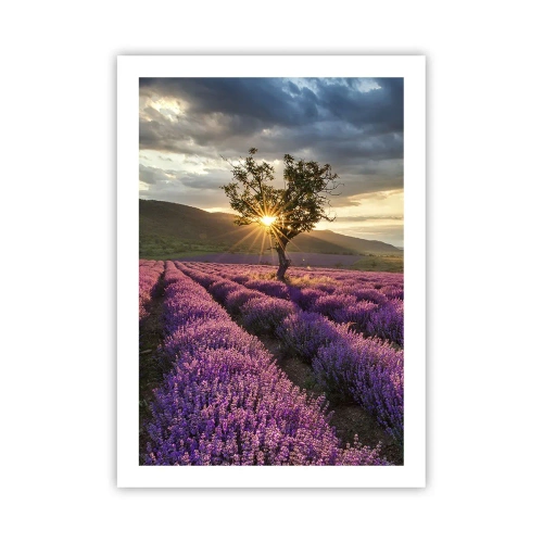 Pôster - Aroma lilás - 50x70 cm