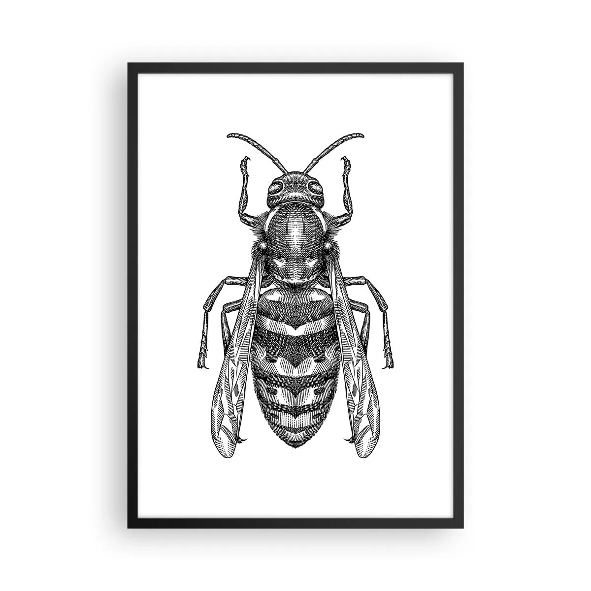 Pôster com moldura preta - Ilustração detalhada de uma vespa - 50x70cm - De um planeta de insetos - Decoração de parede moderna para a sala de estar e quarto ARTTOR