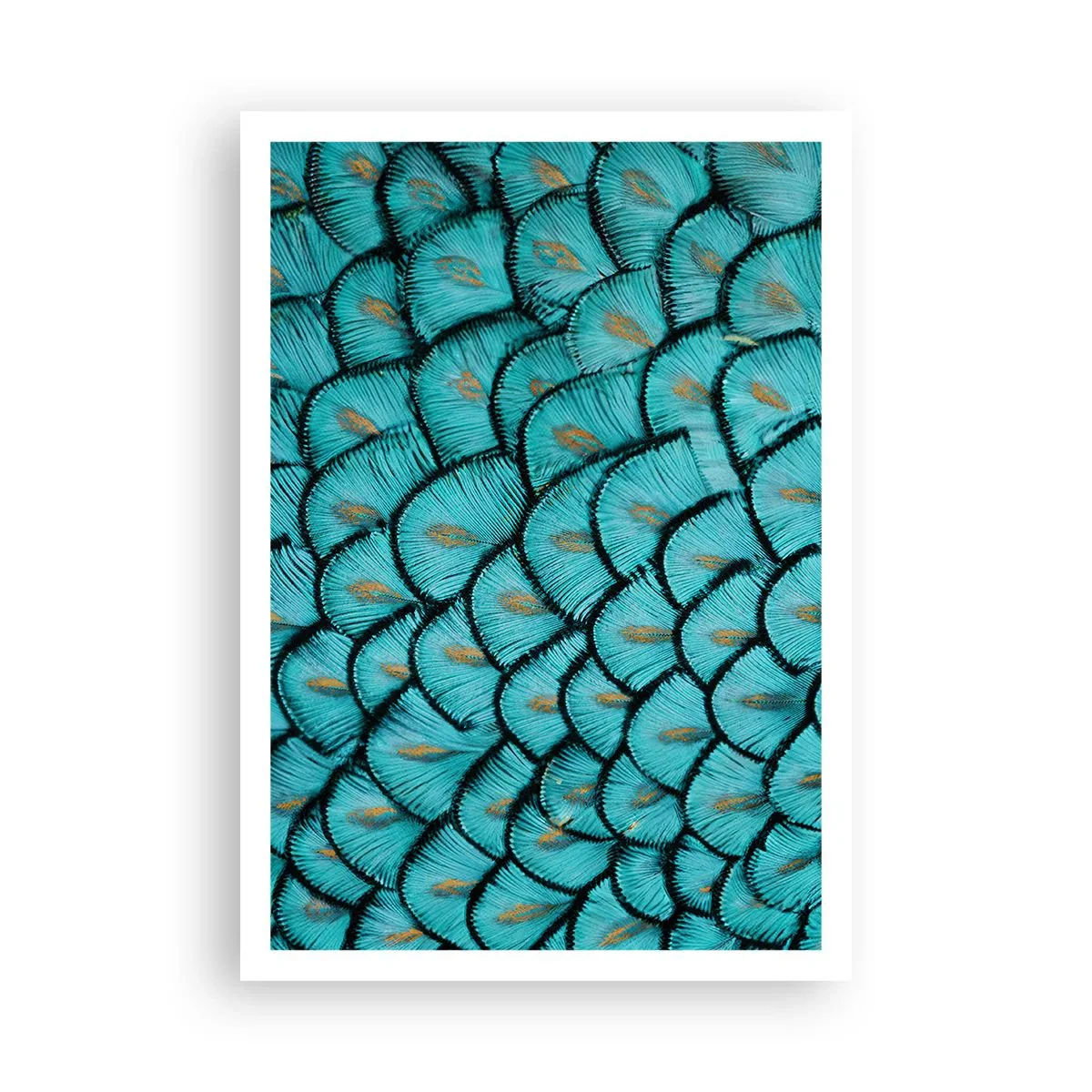 Pôster - A grande gala de penas - 70x100 cm