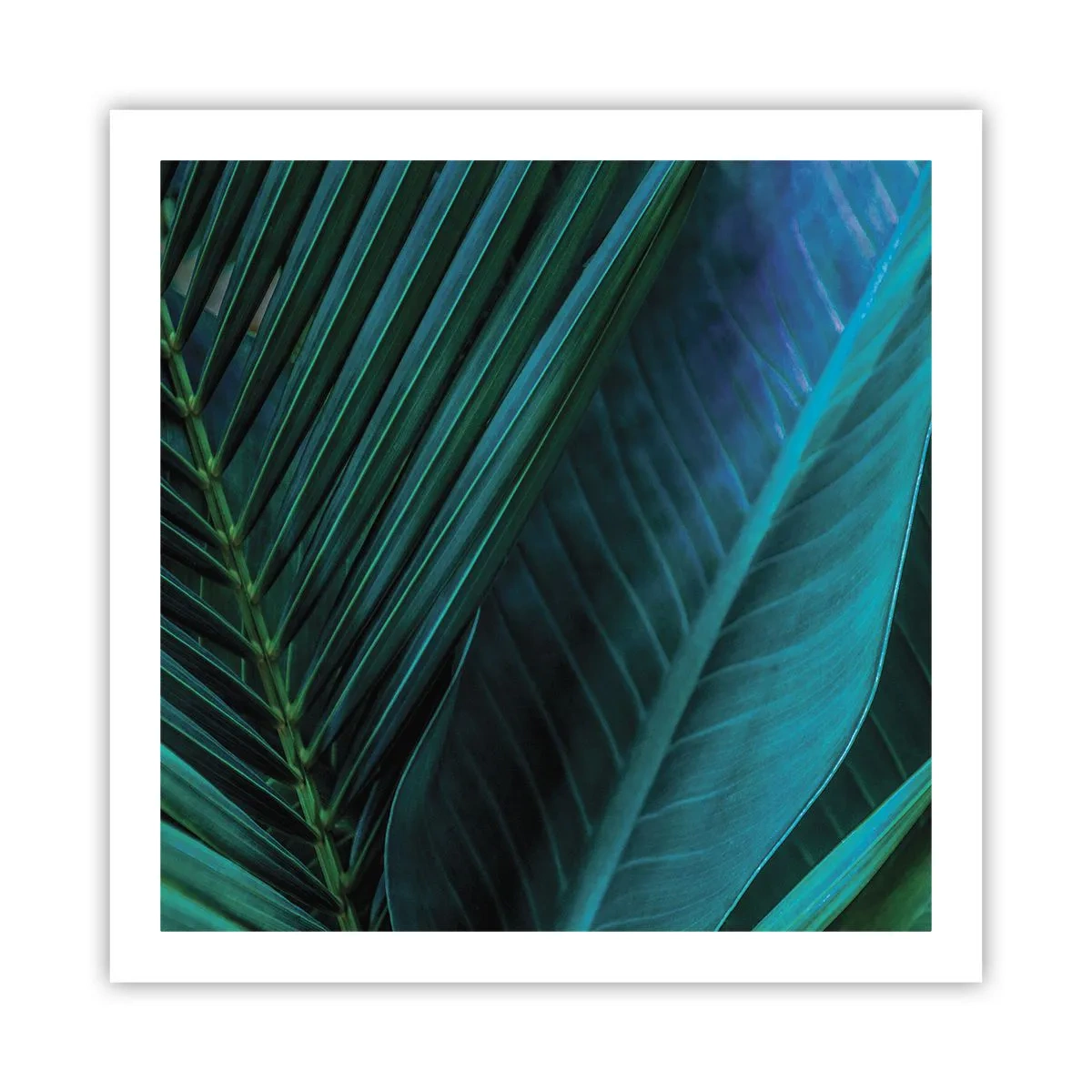 Pôster - Anatomia da vegetação - 60x60 cm