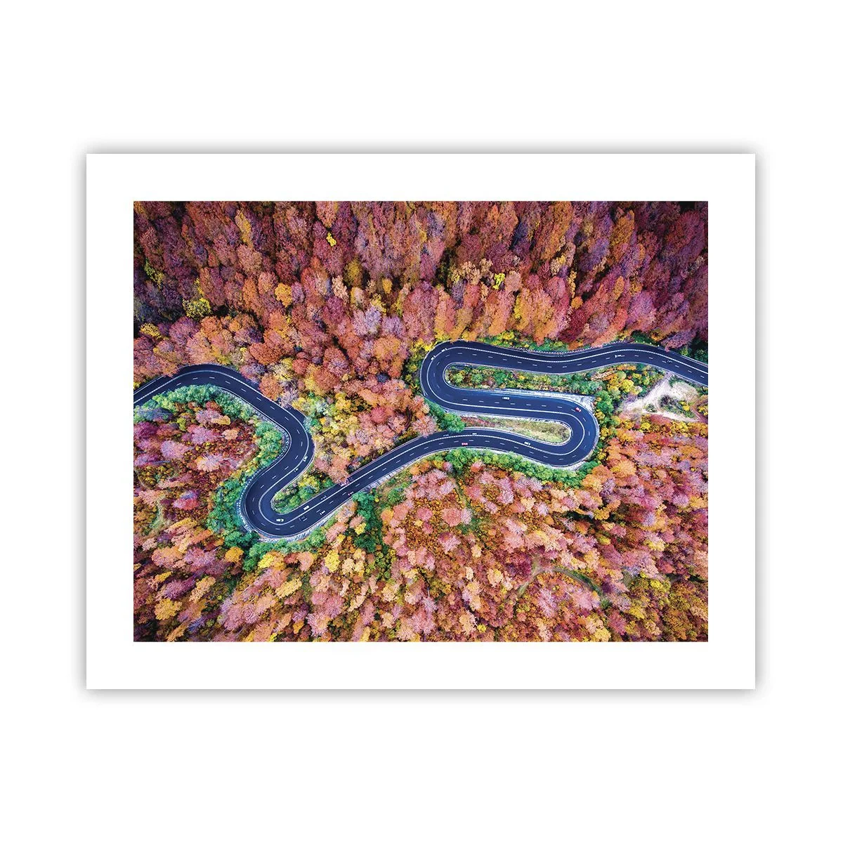 Pôster - Estrada sinuosa pela floresta - 50x40 cm