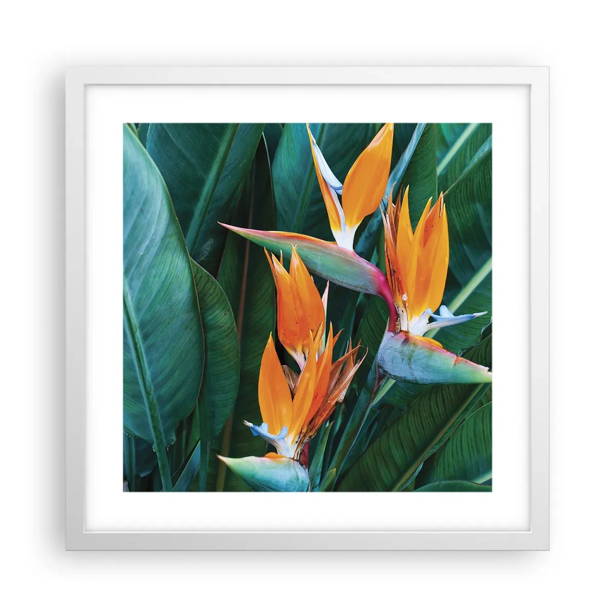 Pôster em moldura branca - É uma flor ou é um pássaro? - 40x40 cm