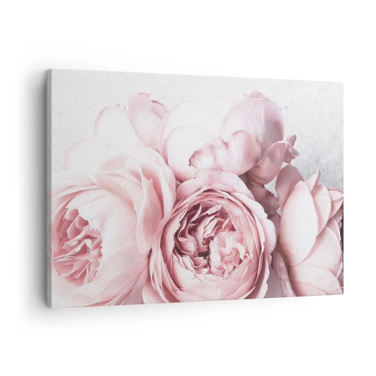 Quadro em tela - Peônias rosa em luz suave contra um fundo claro - 70x50cm - Para românticos - Decoração de parede moderna para a sala de estar e quarto ARTTOR