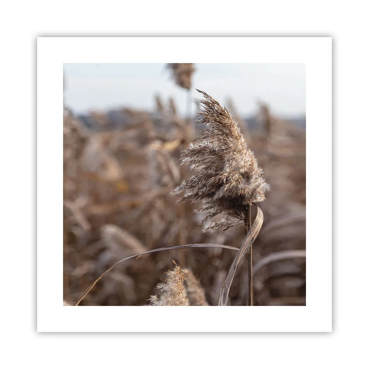 Pôster - É hora de voar com o vento - 40x40 cm
