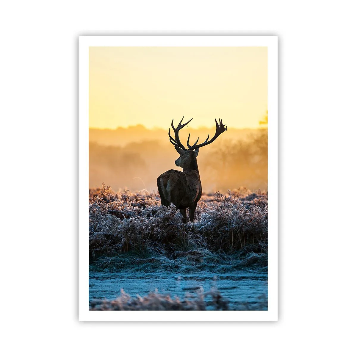 Pôster - Coroado em sua terra - 70x100 cm