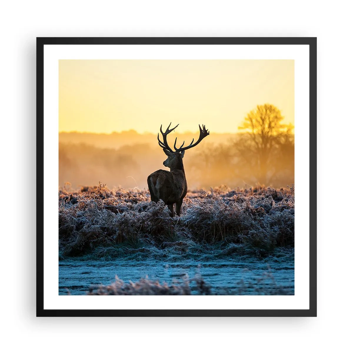 Pôster com moldura preta - Coroado em sua terra - 60x60 cm