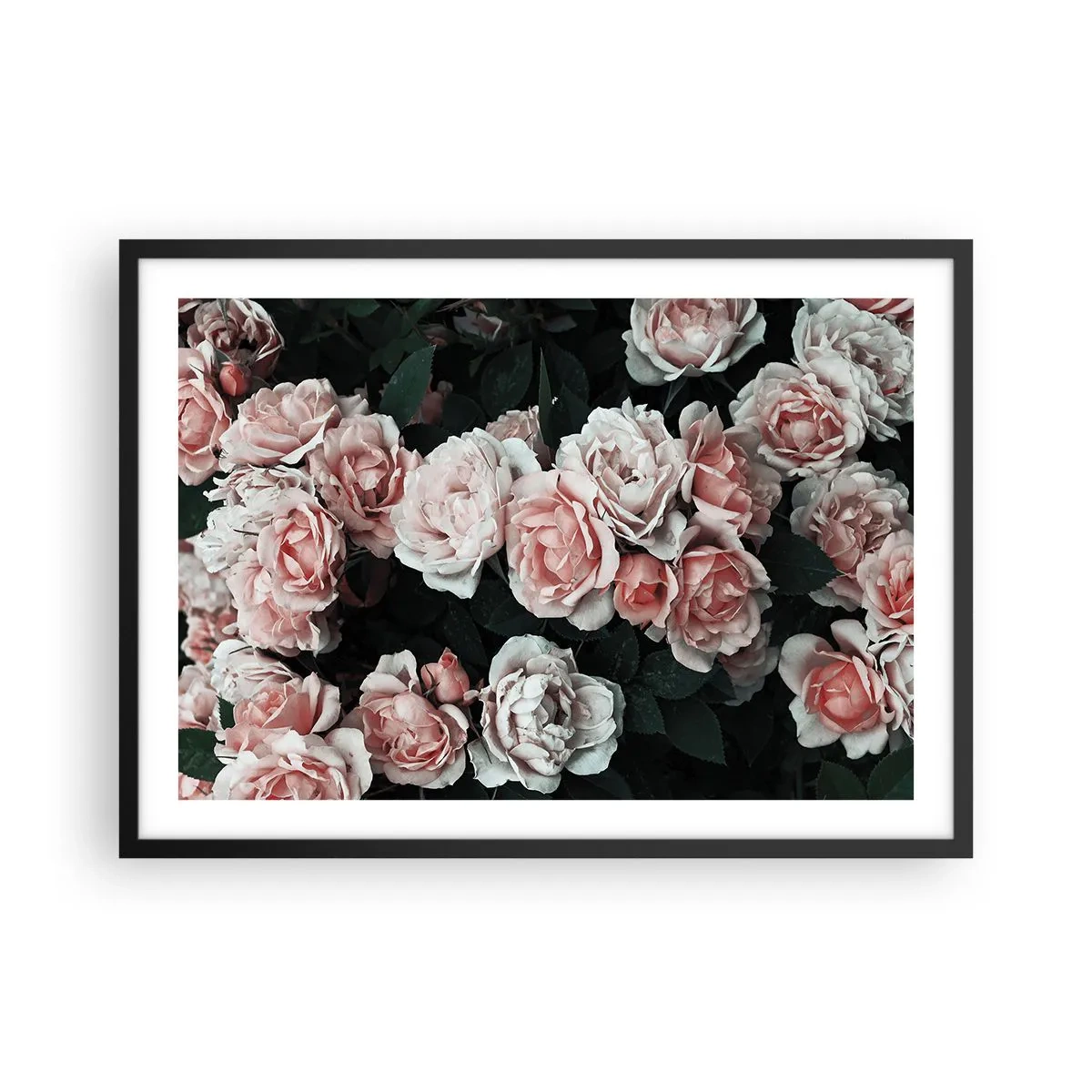 Pôster com moldura preta - Conjuntos de rosas - 70x50 cm