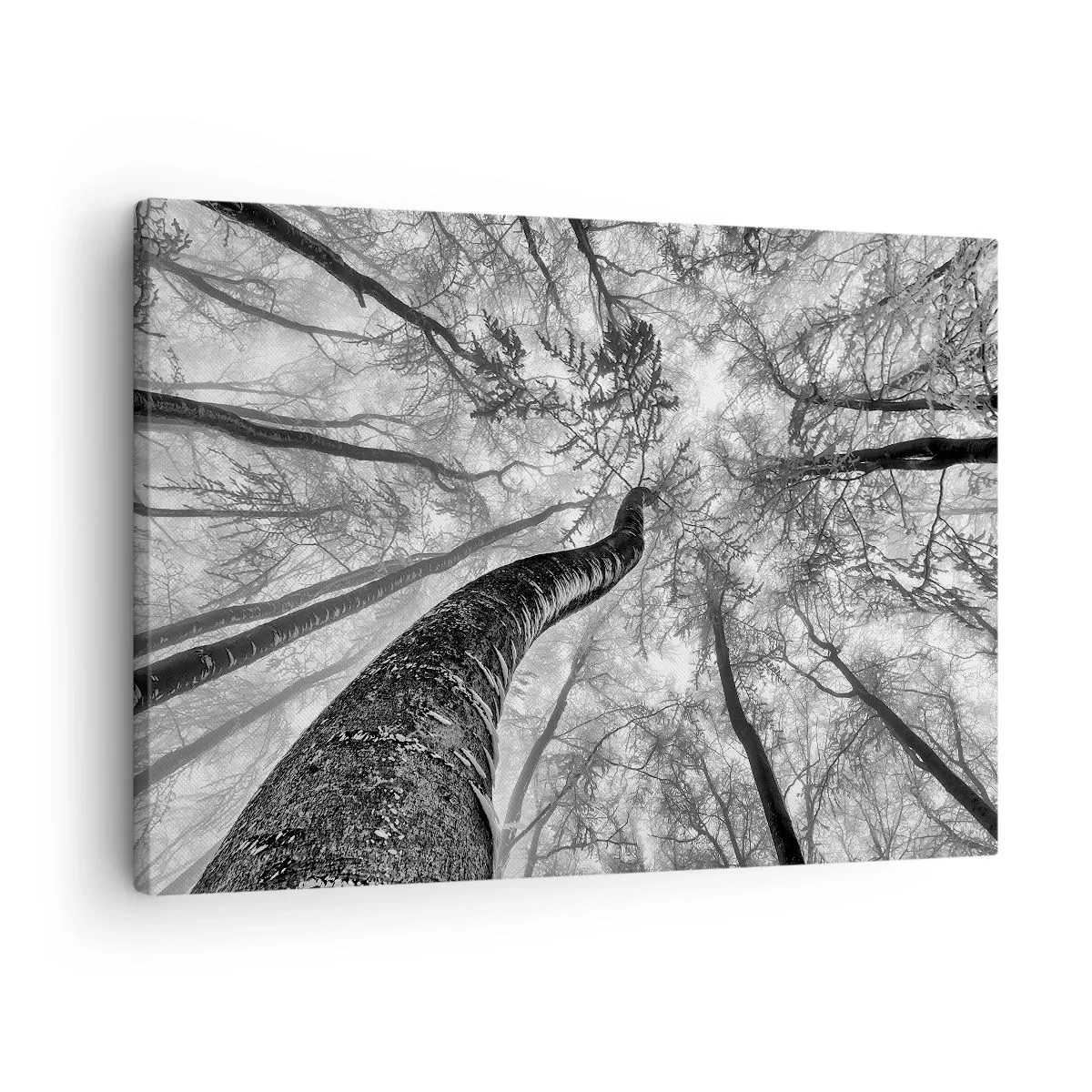 Quadro em tela - Perspectiva de árvores em uma floresta vista de baixo em tons de cinza - 70x50cm - Corrida até a luz - Decoração de parede moderna para a sala de estar e quarto ARTTOR