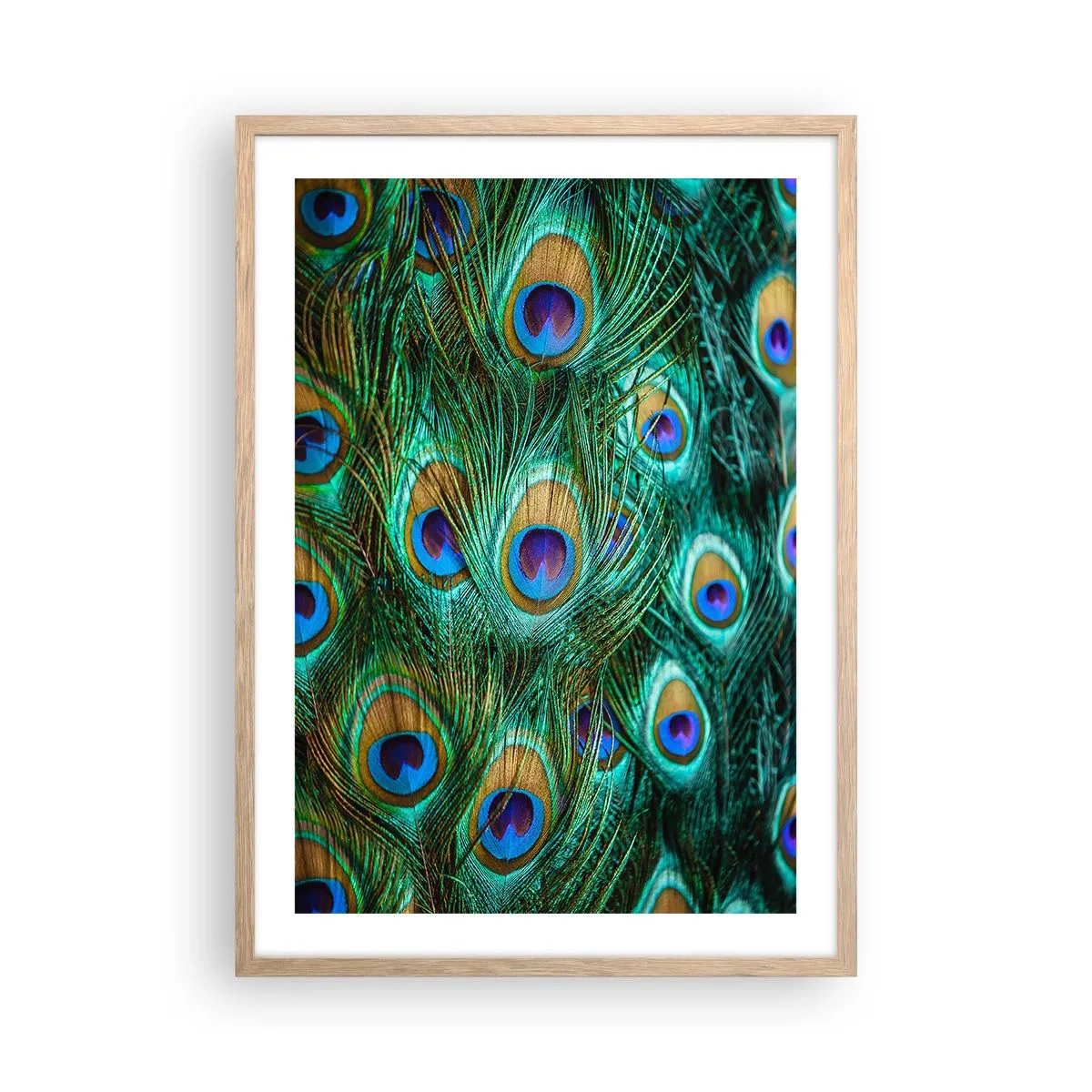 Pôster com moldura de carvalho claro - Um olhar de pavão - 50x70 cm