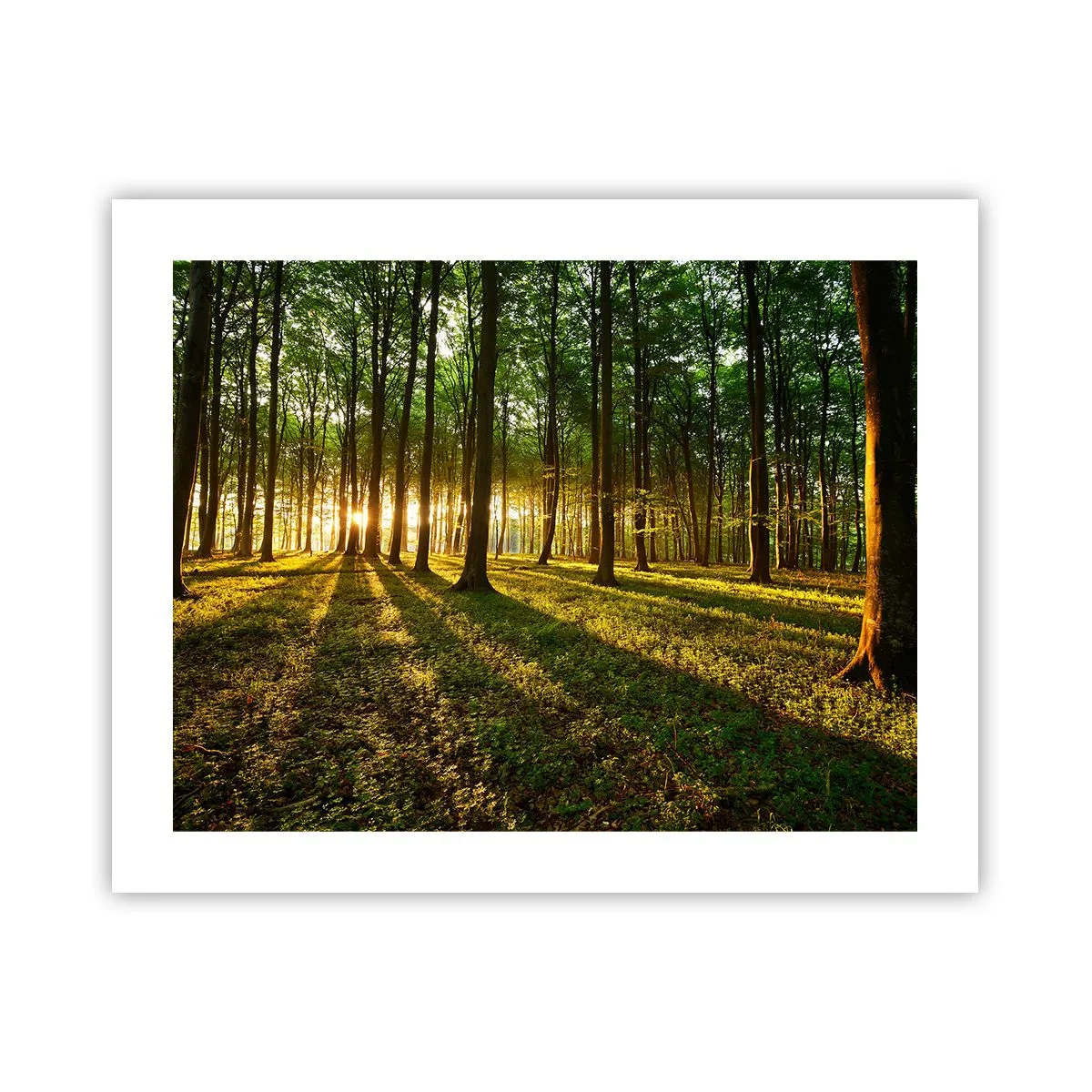 Pôster - Fotografia de todas as primaveras - 50x40 cm