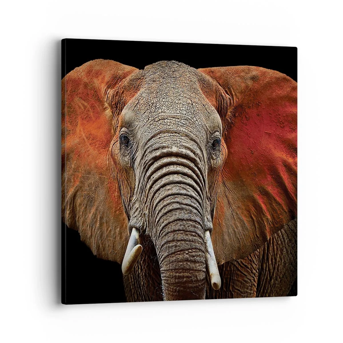 Quadro em tela - Eu sou selvagem, e você? - 40x40 cm