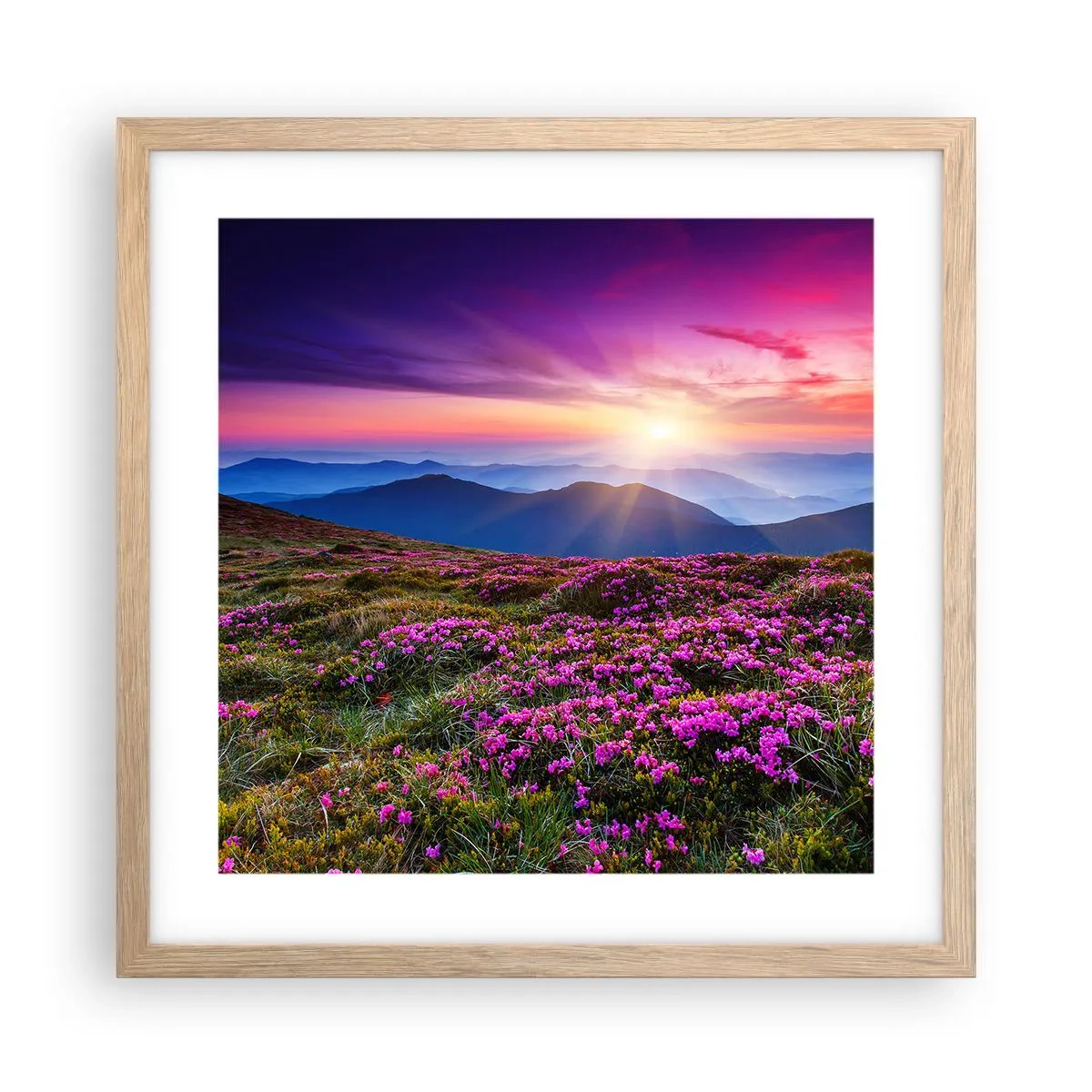 Pôster com moldura de carvalho claro - Campo cheiroso - 40x40 cm
